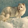 Arctic_Fox10