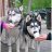 enderhusky414