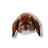 3lconejo
