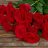 RosesOnMyGrave