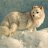 Arctic_Fox10